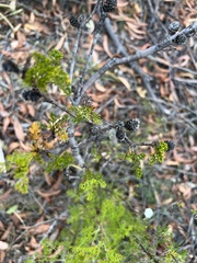 Petrophile canescens