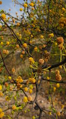 Vachellia vernicosa