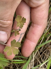 Geranium microphyllum