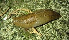Ambigolimax valentianus