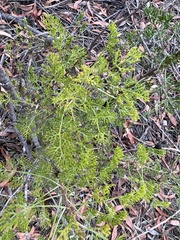 Petrophile canescens