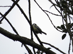 Parus major