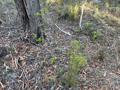 Petrophile canescens