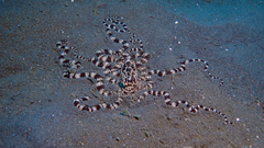 Wunderpus photogenicus