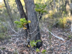 Petrophile canescens