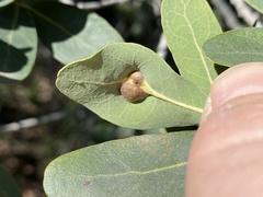 Andricus reticulatus