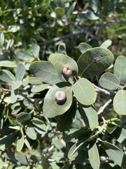 Andricus reticulatus