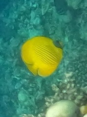 Chaetodon semilarvatus