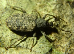 Otiorhynchus parvicollis
