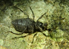 Otiorhynchus parvicollis