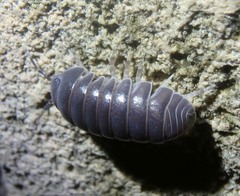 Armadillo officinalis