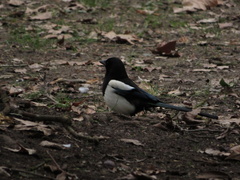 Pica pica