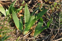 Iris pumila