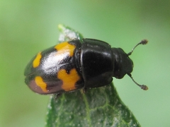Glischrochilus fasciatus