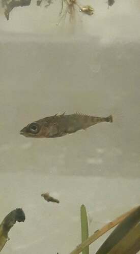 Three-spined stickleback