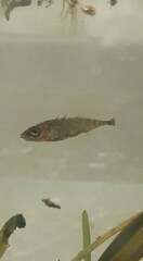 Three-spined stickleback