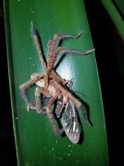Cupiennius salei