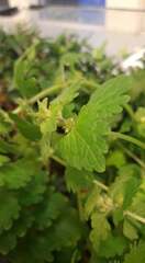 Lamium purpureum