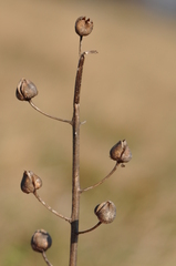 Verbascum phoeniceum