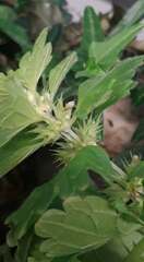 Lamium purpureum