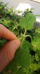 Lamium purpureum