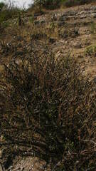 Mimosa monancistra