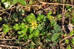 Cruciata pedemontana