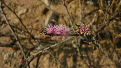 Mimosa monancistra