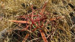 Ferocactus latispinus