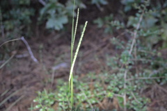 Paspalum setaceum