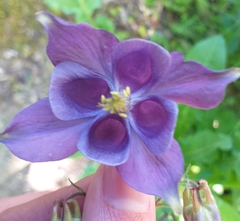 Aquilegia vulgaris