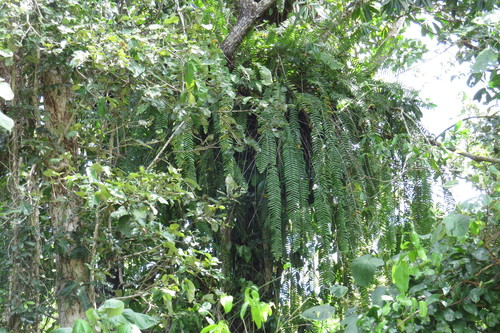 Image of Nephrolepis acutifolia by (c) coenobita, some rights reserved (CC BY)