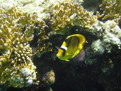 Chaetodon fasciatus