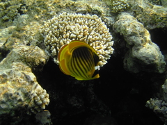 Chaetodon fasciatus