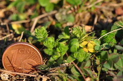 Cruciata pedemontana