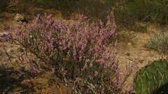 Mimosa monancistra