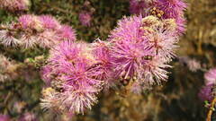 Mimosa monancistra