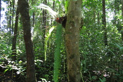 Nephrolepis acutifolia