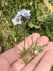 Gilia