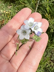 Gilia