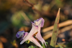 Corydalis pumila