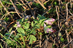 Corydalis pumila