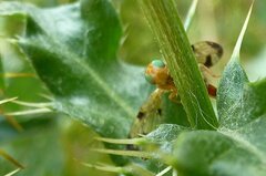 Xyphosia miliaria