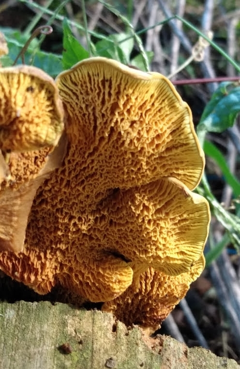 Pseudomerulius curtisii · March 2022 · photo: © lelacappelli (iNaturalist, cc0)