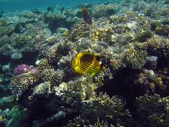 Chaetodon fasciatus