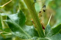 Xyphosia miliaria