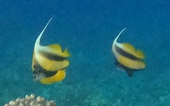 Heniochus intermedius