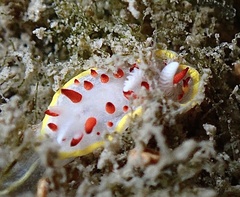 Diaphorodoris papillata
