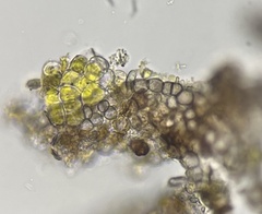 Monilinia fructicola