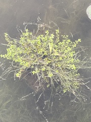 Callitriche heterophylla